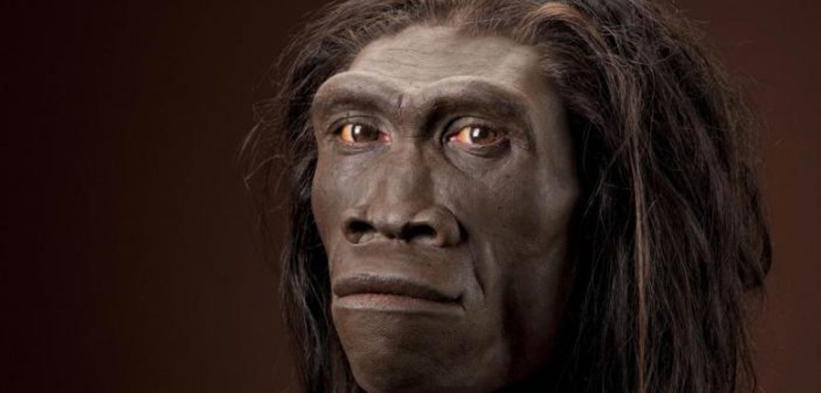 Homo-erectus-702x336